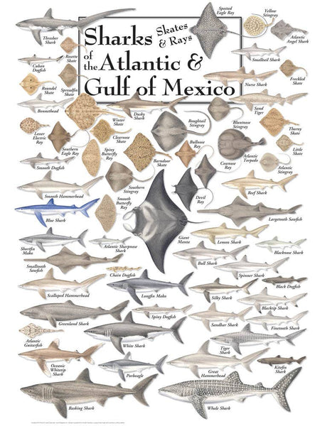 Jigsaw Puzzle - Sharks, Skates & Rays of the Atlantic and Gulf of Mexico