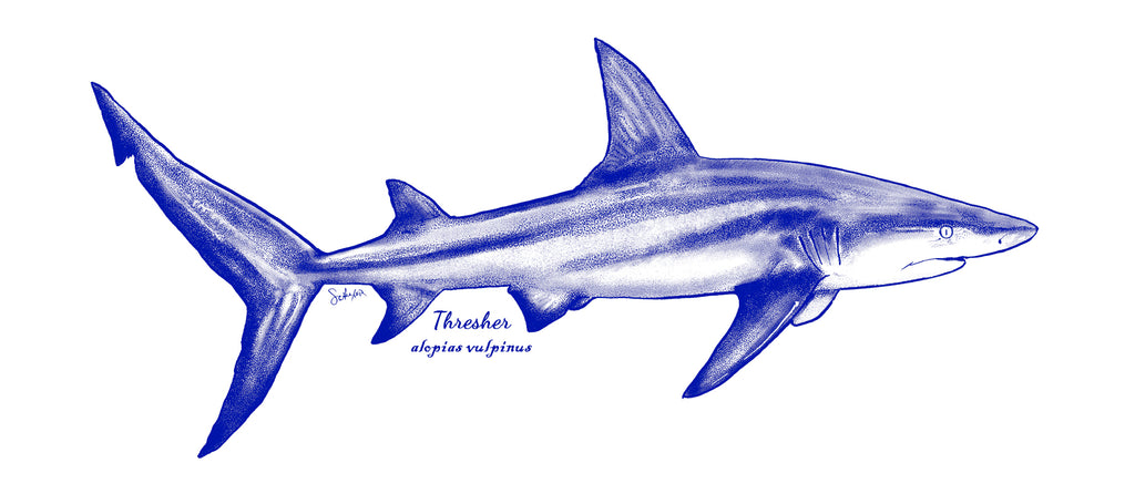 Hand drawn illustration of a Thresher shark by filmmaker Paul Schuyler